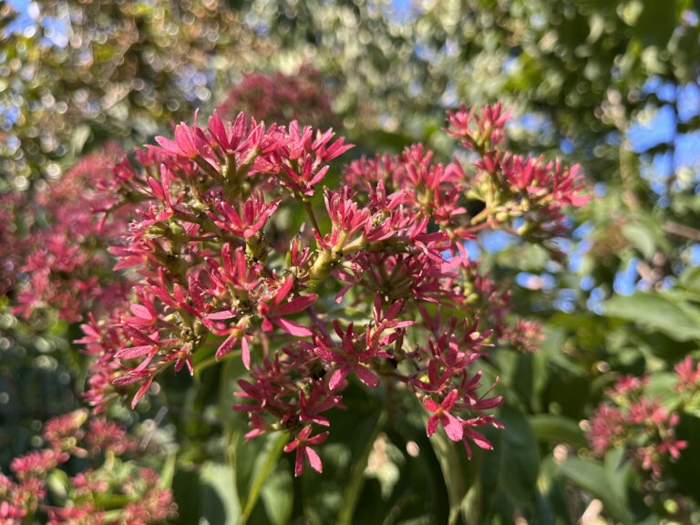 SOLD OUT  Garden to Glass: Hot Toddy Edition - Powell Gardens