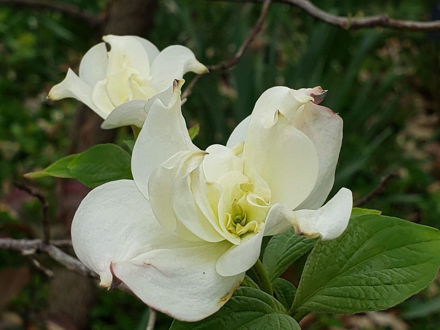 Cornus florida 'Springtime Double' - Powell Gardens