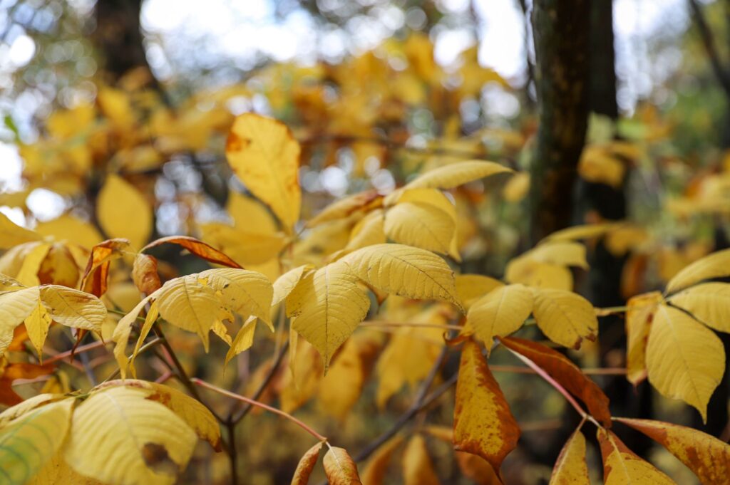 A close up of yellowing leaves.