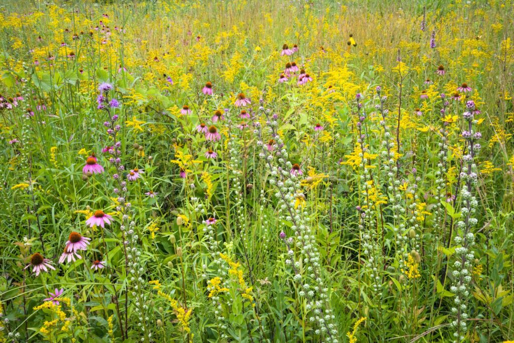 Native prairie plants