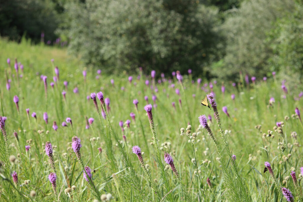 Prairie Blazing Star