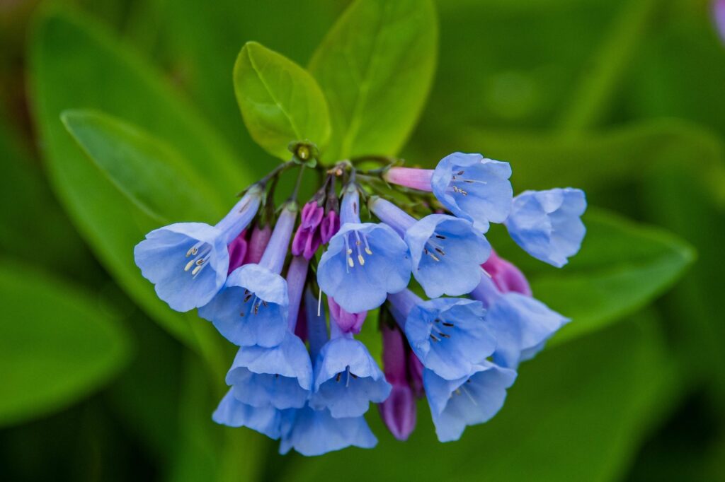 Virginia Bluebells