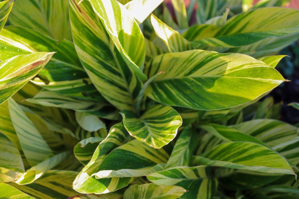 Close up of a variegated houseplant