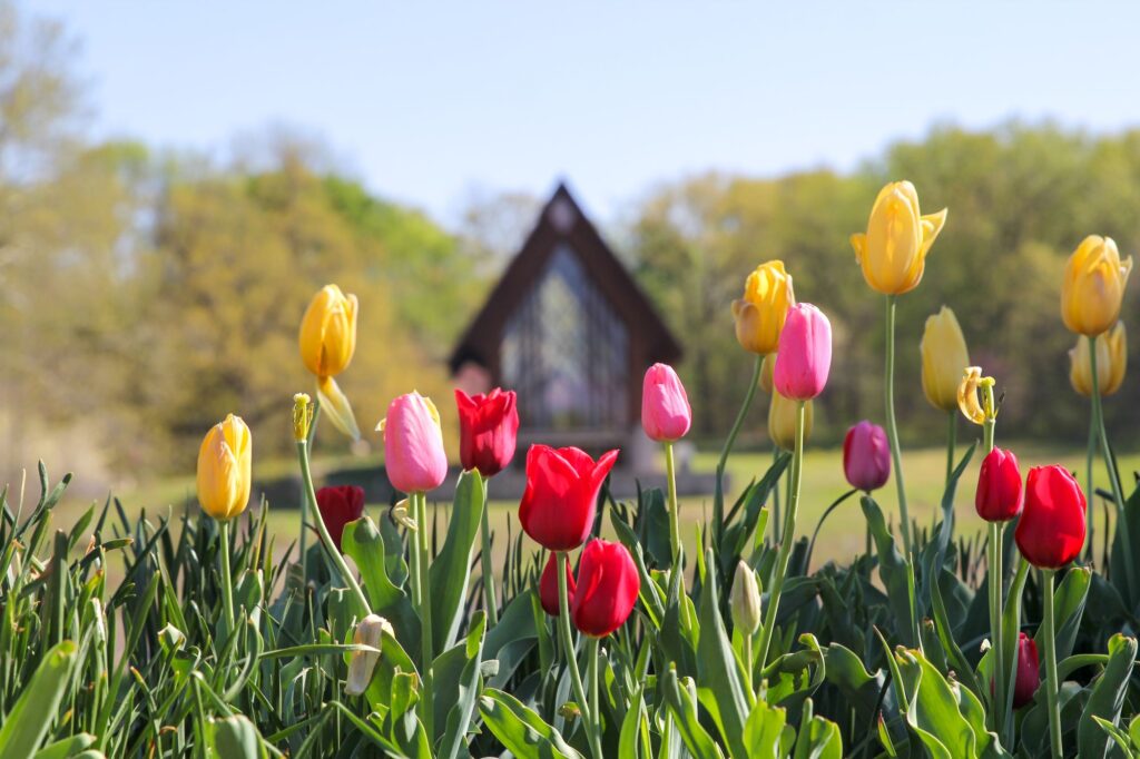 Tulips with Marjorie Powell Allen Chapel in the distance