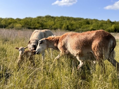 Sheep from the Midwest Center for Regenerative Agriculture at Powell Gardens