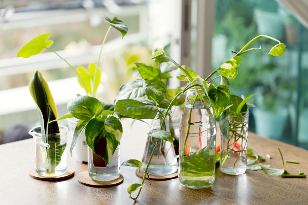 Houseplant cuttings in propagation containers