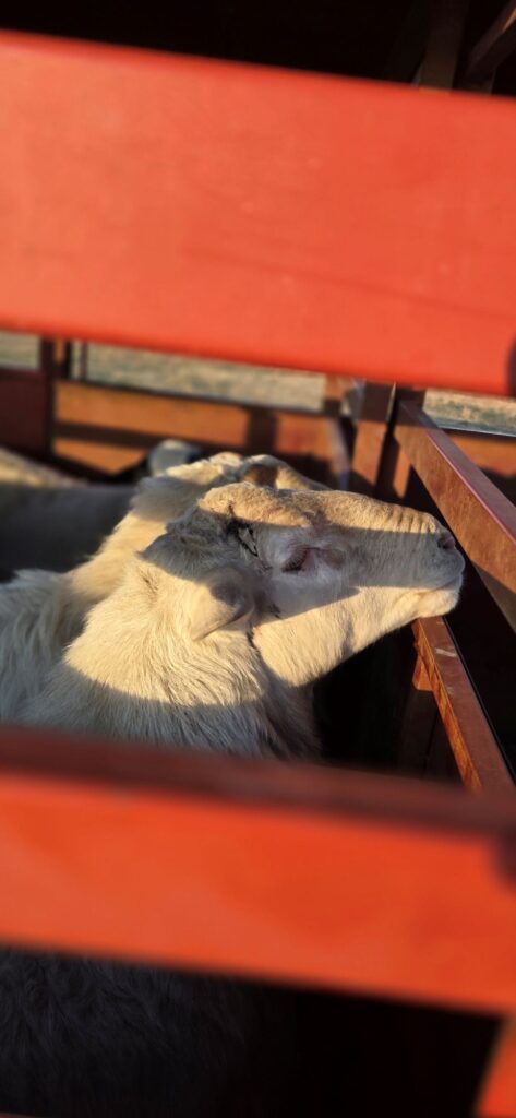 Close up of a sheep 