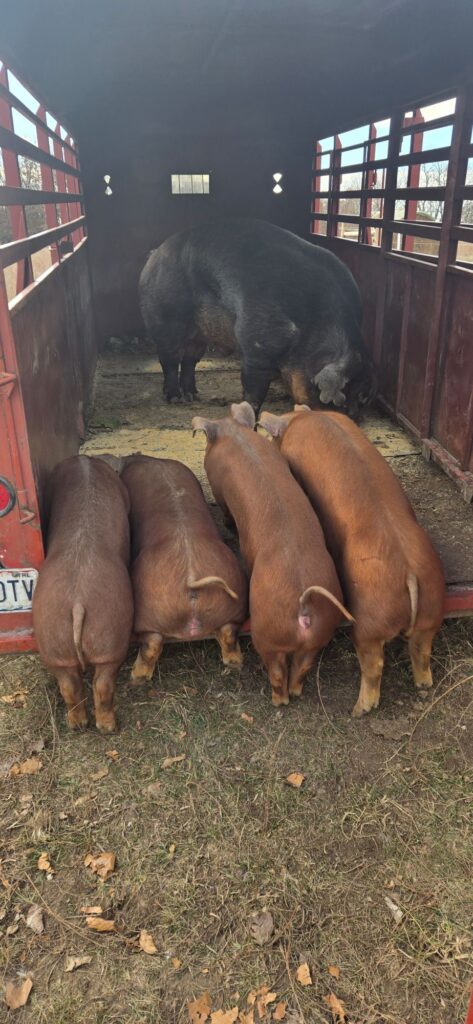 Pigs enjoy a snack from the back of a trailer