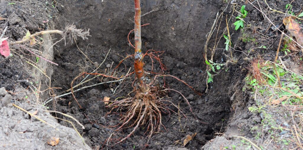 Bare root tree