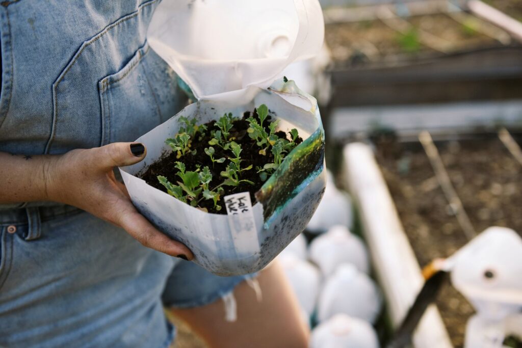 DIY greenhouse made from a plastic milk jug