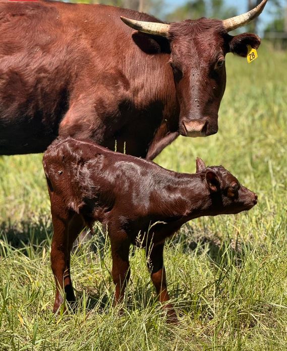 Cow and calf at Midwest Center for Regenerative Agriculture at Powell Gardens