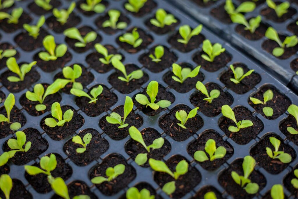 Seedlings growing in trays