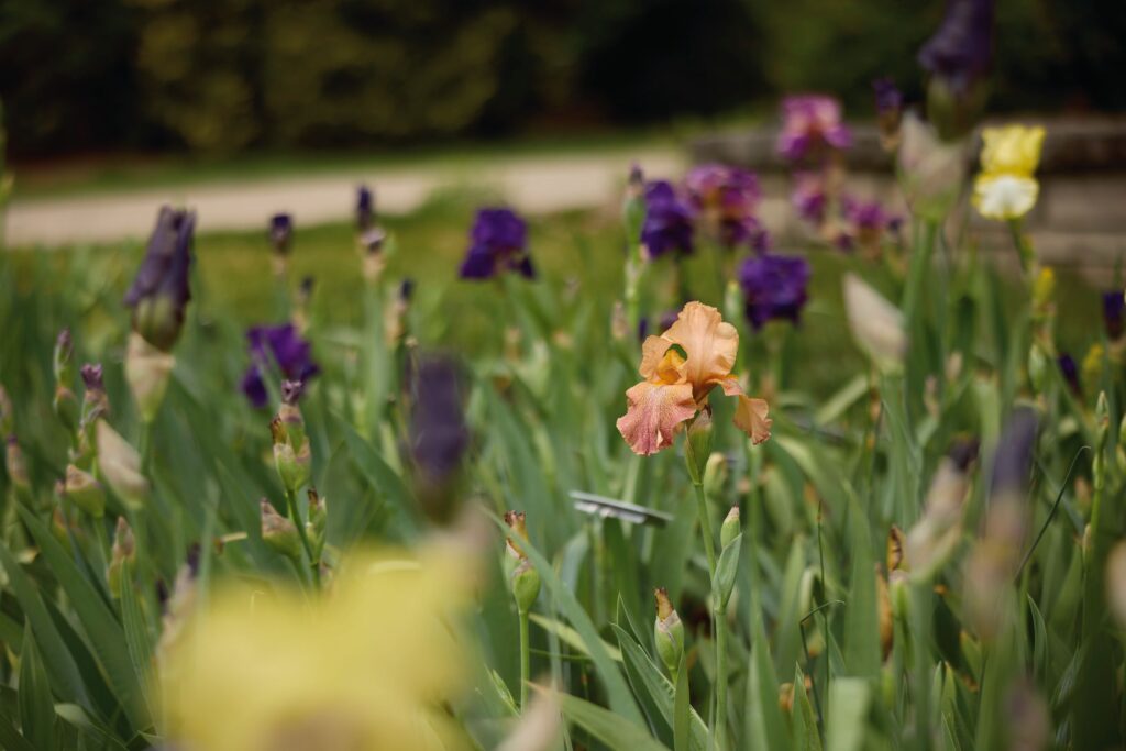 Bearded iris