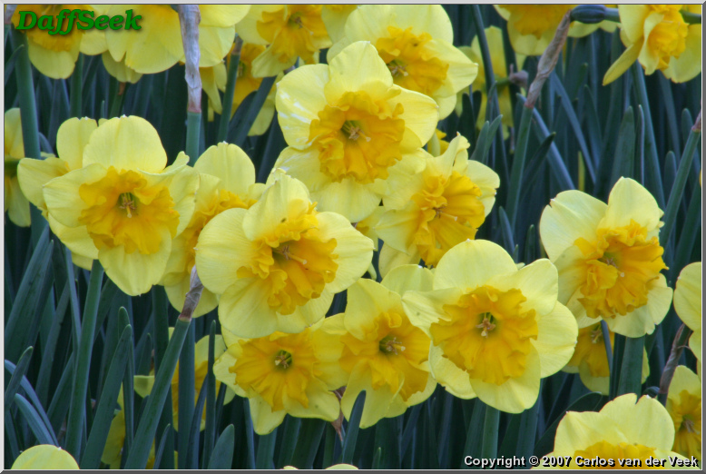 Curl Lace daffodil