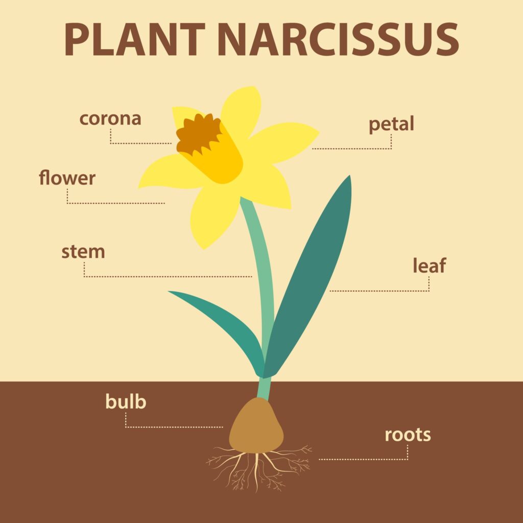 Daffodil Diagram