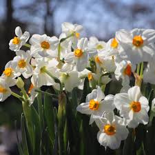 White and yellow daffodils at Powell Gardens