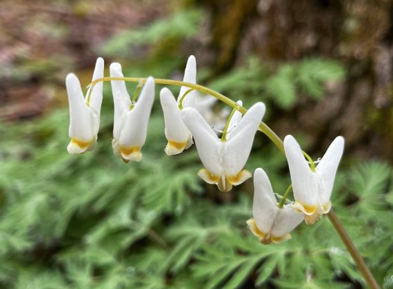 Dutchman's Breeches