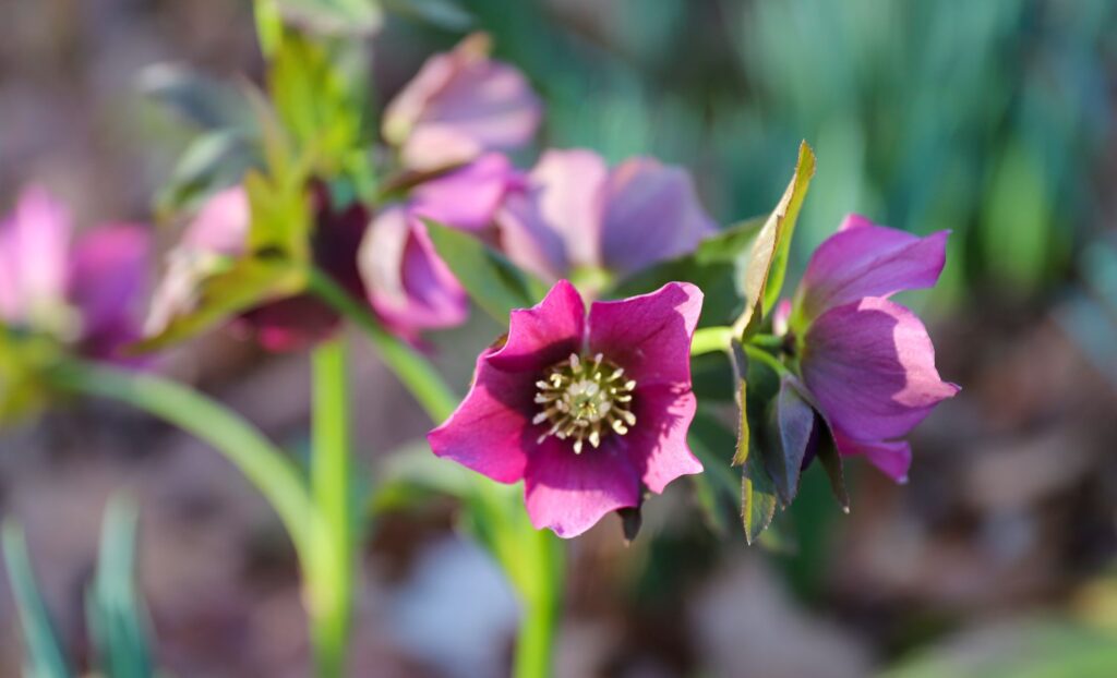 Hellebore