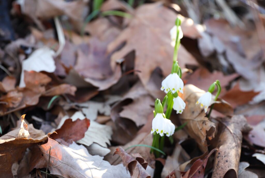 Snowdrops