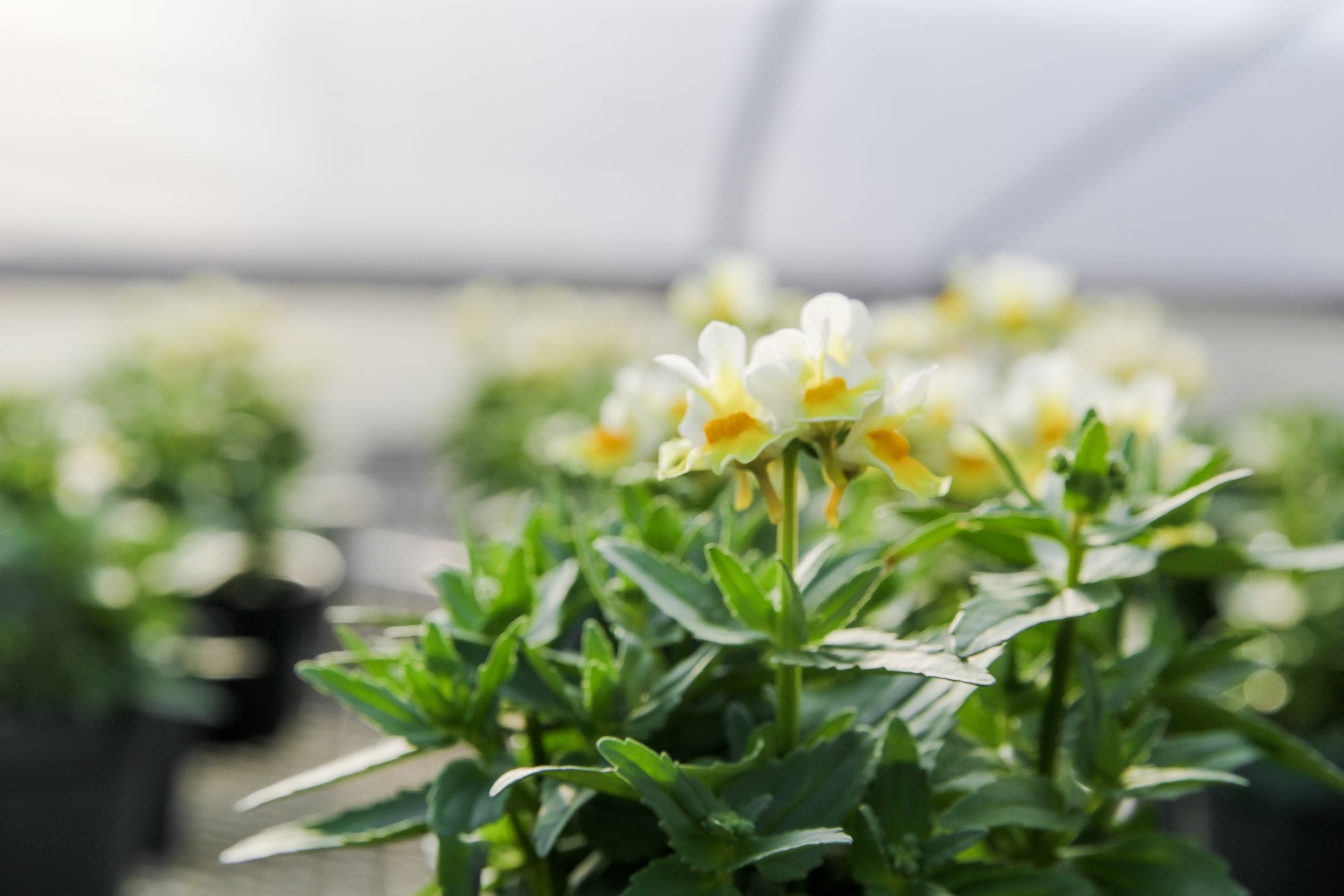 Why Greenhouses Matter at Powell Gardens - Powell Gardens