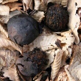 #ForagingFriday: Black Walnut (Juglans nigra) 
.
Grown in rich soil in deciduous woods, the black walnut is Missouri’s most valuable tree due to the high price they draw on the market. The nut is covered in a thick husk, which takes time to process. Always use gloves when processing black walnuts. The nut meat can be eaten raw but is also delicious in any recipe calling for walnuts. 
.
Learn more about Powell Gardens' Midwest Foraging exhibit online (link in bio). #powellgardens #midwestforaging #midwestspiritofplace #foragingfriday #forage #foraging #foregable #blackwalnuts #blackwalnut #walnut #grownative #missourinative #nativeplants #nuts #missouri