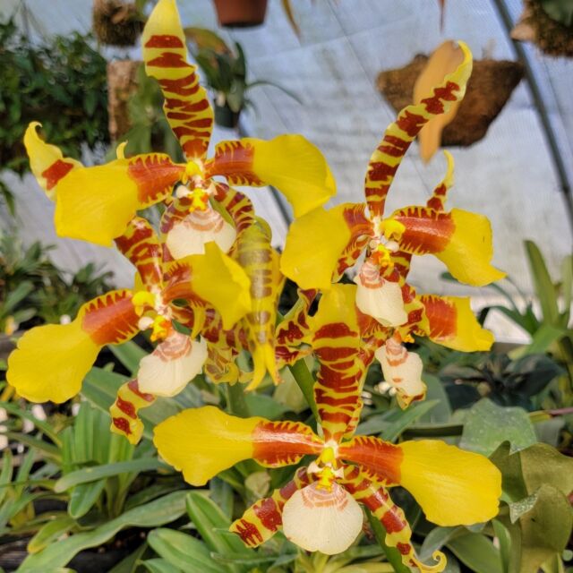 SAVE THE DATE | Powell Gardens will open for the 2024 season on Friday, March 1. Purchase admission in advance online (link in bio). From March 1-April 14, Orchid Delirium is included with general admission. We can’t wait to see you soon! 
.
📸: Rossioglossum Bob Hamilton. #powellgardens #botanicalgarden #orchiddelirium #orchidexhibit #spring #newhours #reopening #garden #orchids 
.