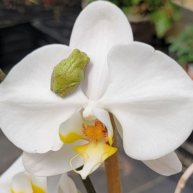 Our latest blog post is for orchid growers at any level! Check it out online today (link in bio). 
.
📸: Phalaenopsis (with frog friend).