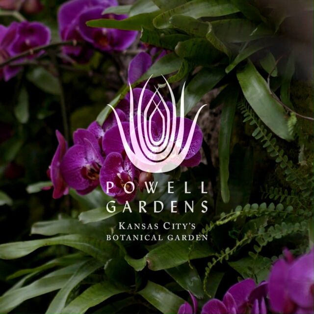 As the kick-off to the Gardens’ spring season, Orchid Delirium (an indoor botanical exhibit) provides an immersive tropical oasis for all orchid appreciators! Powell Gardens is reopening on March 1, 2024, and will be open Wednesday-Sunday, 9 a.m. – 5 p.m. during Orchid Delirium (March 1-April 14). 
.
Admission linked in bio. #powellgardens #orchiddelirium #orchids #orchidexhibit #plantsofinstagram #orchidsofinstagram #botanicalgarden #garden #spring