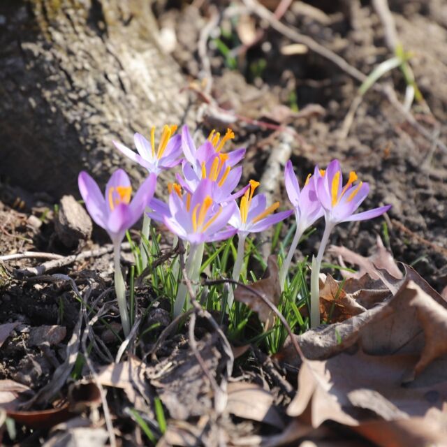 Early spring blooms like witch hazel, snowdrops, crocus, winter aconite, and hellebores start to emerge this time of year. Have you seen any of these plants yet?
.
#powellgardens #botanicalgarden #springblooms #snowdrops #crocus #spring #plantsofinstagram #garden