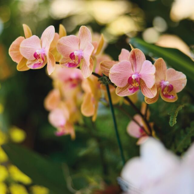 Whether you’re a seasoned orchid grower or just starting out, our latest blog post is for you! Learn the art of growing orchids at any level, with tips and tricks from Powell Gardens’ Lead Horticulturist, Brent Tucker. 
.
Click the link in bio to read the full post. #powellgardens #orchiddeliriumkc #orchidtips #groworchids #houseplants #blogpost #orchid #botanicalgarden