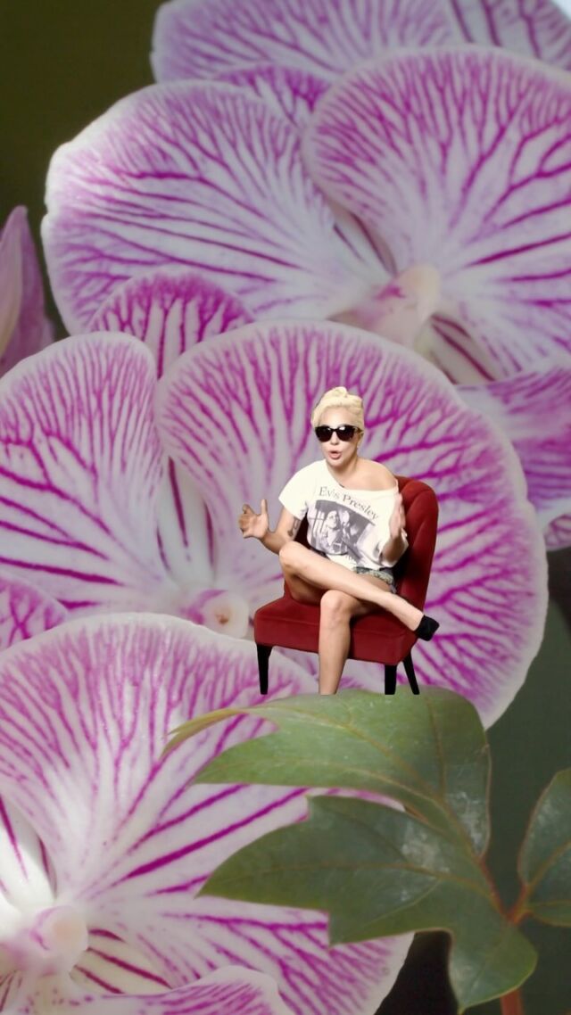POV: You walk into the Conservatory during Orchid Delirium.🌸 
.
#powellgardens #orchiddeliriumkc #meme #capcut #orchid #Meme #MemeCut