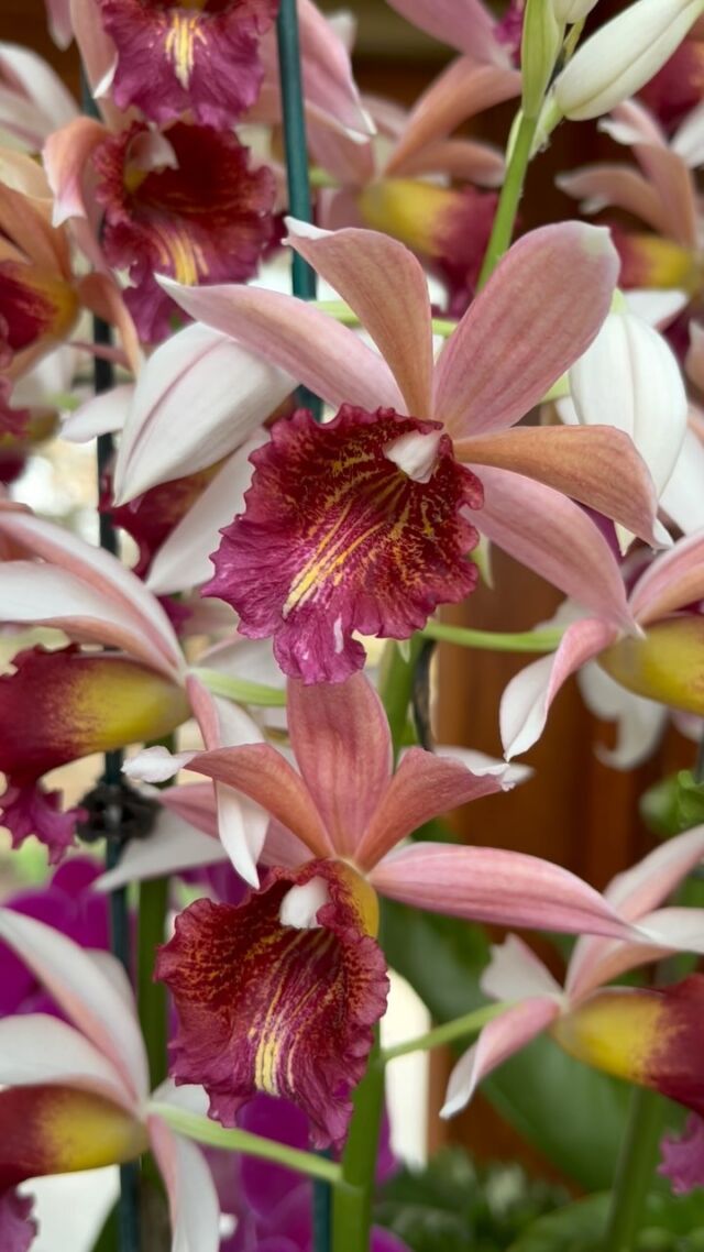 Orchids come in so many unique shapes and colors! Orchid Delirium showcases some of our favorites from Powell Gardens’ orchid collection. 😍 
.
#powellgardens #orchiddeliriumkc #garden #orchid #plants #orchids #orchidshow #gardening #houseplant #botanicalgarden