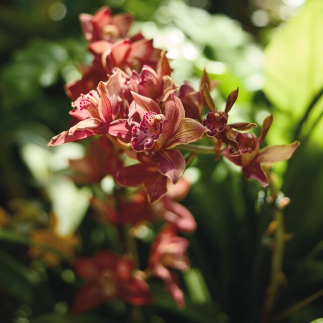 Did you know orchids thrive in almost every environment on Earth, from tropical rainforests to the arctic tundra? Learn more about this amazing plant during Orchid Delirium (admission inked in bio)! 🌺🌿 
.
#powellgardens #orchiddeliriumkc #orchids #orchid #plants #plantsofinstagram #plantfact #garden #botanicalgardne