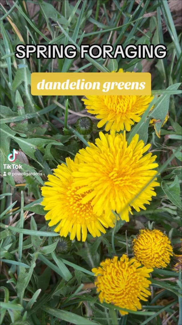 Dandelion Greens (Taraxacum officinale) 💛
.
Often dismissed as weeds, dandelions offer a nutritional powerhouse in their tender young leaves. Packed with vitamins and minerals, these greens can be harvested from lawns, meadows, or the edges of woodlands. 
.
Use them in salads or sauté them with olive oil and garlic for a flavorful and nutritious addition to your spring meals. 
.
#foraging #plants #garden #forage #nativeplants #dandelions #getoutside