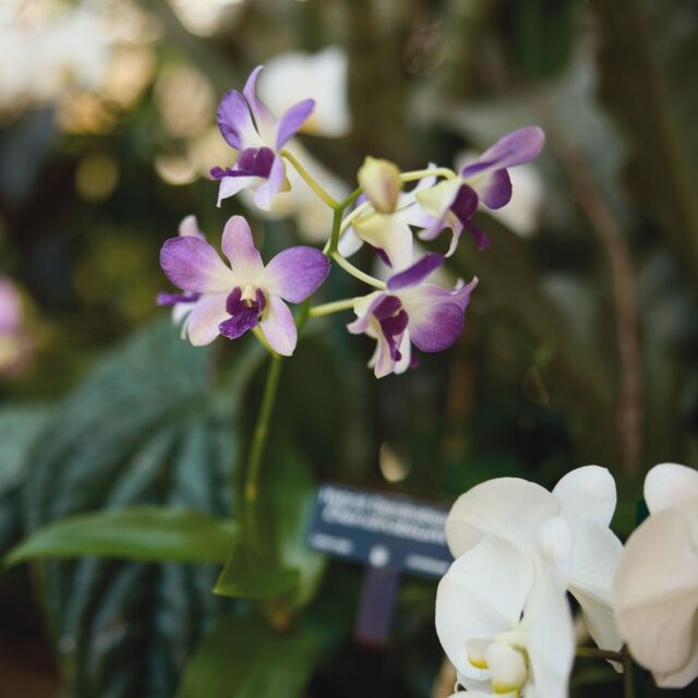 Orchid Delirium photo dump. 🌸