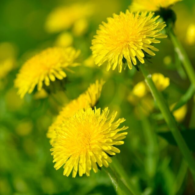 Calling all nature-loving families! 🌿🌼 
.
Dive into the magical world of dandelions with our interactive Family Program: Dandelion Play (April 19) event at Powell Gardens. From storytelling to crafting to plant finding, young children will love this experience! 
.
Class link in bio. #powellgardens #dandelion #plants #garden #botanicalgarden #familyprogram #class