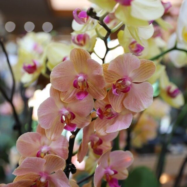 Don't miss out on Powell Gardens' Orchid Sale this week! Orchids are on sale (and priced to sell!) in The Marketplace today through April 21, 2024. Take home a piece of Orchid Delirium and support the return of this stunning exhibit in 2025. 🌿🛍️🌺
.
Available while supplies last. #orchids #orchidsale #themarketplace #powellgardens #orchiddeliriumkc #orchid #plants #plantsale