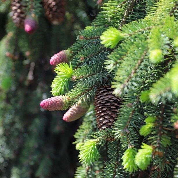 Powell Gardens will highlight its conifer collection during Conifer Tips (May 8-19)! Conifers, or Coniferae, are a group of woody plants, made up mostly of evergreen trees and shrubs with leaves that are needle-like, though some are scaled. Perhaps their most well-known features are their cones, or pinecones. 
.
Make sure to visit Powell Gardens’ Conifer Garden, a certified American Conifer Society reference garden, during Conifer Tips at Powell Gardens. A digital tour is available via Garden Explorer (link in bio).