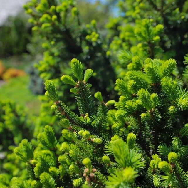 Most trees shed their leaves in the fall. However, conifers are evergreen, meaning they retain their needle-like or scale-like leaves year-round. This helps them conserve water and thrive in cold climates! 
.
Learn more about conifers during Conifer Tips (May 8-19) at Powell Gardens. Admission linked in bio.