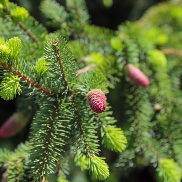 Conifers everywhere (at Powell Gardens and in your neighborhood) are putting on their new growth for the year and covering themselves with new pinecones! Learn more about Powell Gardens’ conifer collection on our blog (link in bio). 
.
#powellgardens #garden #conifer #conifers #plantsofinstagram #plants #botanicalgarden #plantcollection #conifergarden #blogpost #pinecones #conifertips