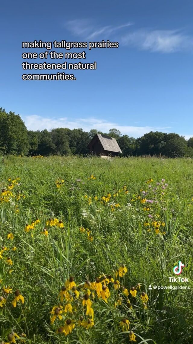 Did you know tallgrass prairie is as biodiverse as the Amazon rainforest?

Today, less than 1% of native prairies remain in Missouri. Tallgrass prairies have become one of the most threatened ecosystems in the world. 🌎

Powell Gardens is committed to protecting the prairie and our #MidwestSpiritOfPlace. Learn more at powellgardens.org. 

#powellgardens #prairie #tallgrassprairie #conservation #nativeplants #protectprairies #prairies #garden #nature