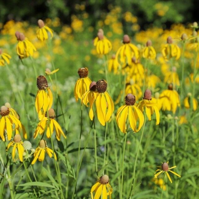 Wildflower Week: Grey-Headed Coneflower (Ratibida pinnata) 
.
Flowers: June-July 
.
Grey-Headed Coneflower is known for its bright golden flowers and a licorice-like fragrance. Standing at 3-5 feet tall, this plant's seedheads are a favorite among prairie songbirds. Its long-lasting flowers are perfect for cutting and using in floral arrangements, adding a touch of natural beauty to any bouquet.