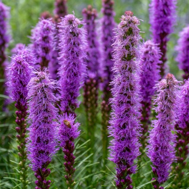 Wildflower Week: Prairie Blazing Star (Liatris pycnostachya) 
.
Flowers: July-August 
.
With its tall lavender flower spikes, Prairie Blazing Star blooms from top to bottom, creating a stunning visual effect. Native to tallgrass prairies, this plant attracts many pollinators including hummingbirds, butterflies, bees, and moths. Its beauty and ecological value make it a popular choice for both natural prairies and cultivated gardens.