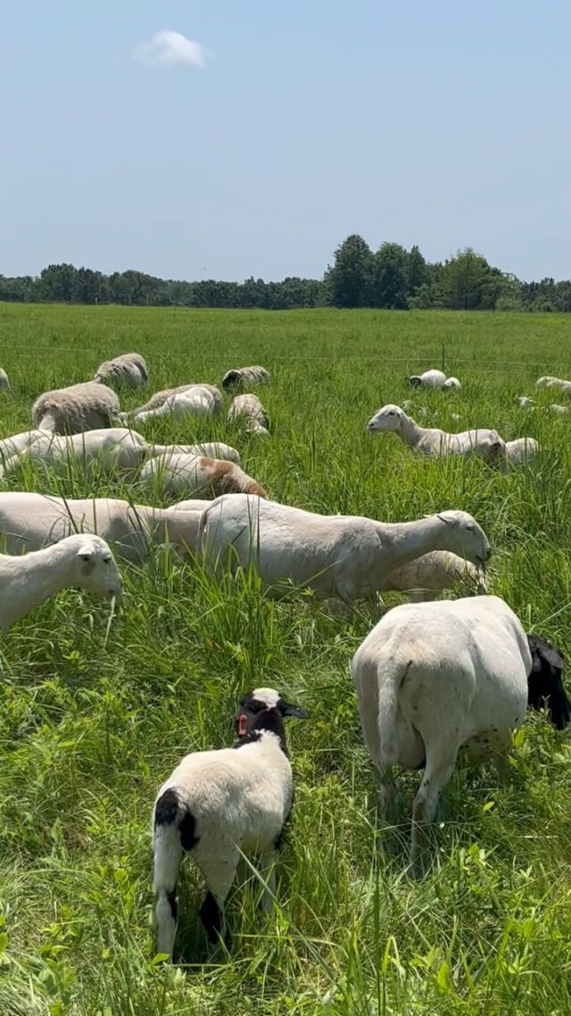 Happy Saturday from the flock. 🐑❤️

To learn more about the Midwest Center for Regenerative Agriculture at Powell Gardens, visit powellgardens.org/midwest-center. 

@goodoakllc #powellgardens #sheep #sheepofinstagram #flock #regenerativeagriculture #agriculture #conservation #conservationgrazing