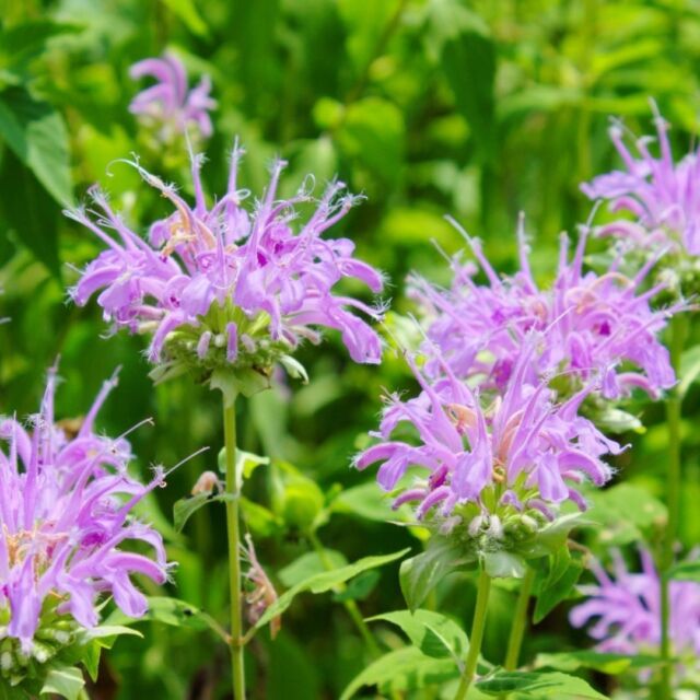 Wildflower Week: Wild Bergamot (Monarda fistulosa) 
.
Flowers: June-July 
.
Wild bergamot (commonly called bee balm) is cherished for its minty, fragrant leaves used in tea and dried flower arrangements. Historically, it was used to treat colds, coughs, fevers, and respiratory issues. This plant serves as a crucial nectar source for pollinators, attracting butterflies, moths, and hummingbirds with its aromatic blooms.
