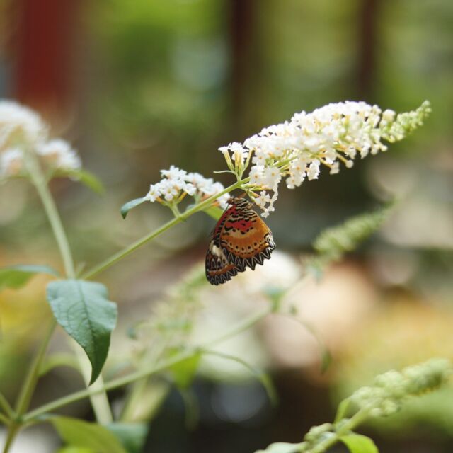 Did you know butterflies taste with their feet? ✨🦋 

Learn more about these fluttering friends and immerse yourself in their vibrant world at Powell Gardens' Festival of Butterflies! Tickets are available online (link in bio). See you soon!