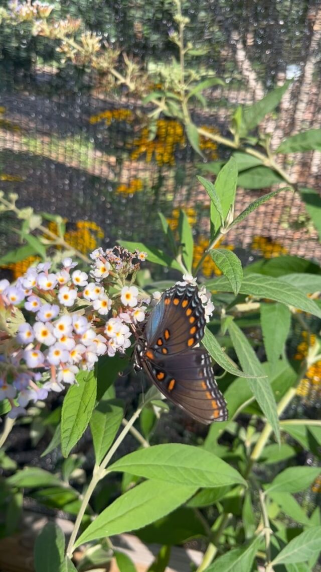 See you soon. ☺️🦋❤️

Festival of Butterflies is open now through August 4, 2024. Visit Powell Gardens Tuesday-Sunday (9 a.m. to 5 p.m.) to enjoy our annual celebration of these beautiful and whimsical pollinators!