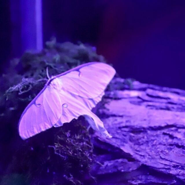 As summer heats up, we’re sharing some of our favorite ways to stay cool during your visit. ❄️🦋 

🖤 Explore the Moth Cave in the Visitor Center basement 
🔬 Discover wonders in the Science Exploratorium 
🍦 Indulge in a sweet treat at the Ice Cream Parlor. 

A summer day can still be refreshing and magical at Powell Gardens! Festival admission linked in bio.