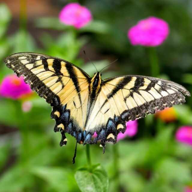 Do you know why Powell Gardens celebrates butterflies with a festival every summer? We can’t get enough of this important pollinator! Read more in our latest blog post (link in bio).