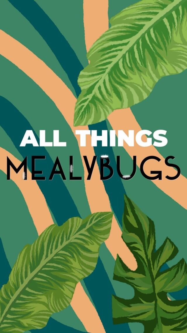 Eric is back with a new pest to manage— mealybugs! Have you seen these insects on your plants? 

#powellgardens #pestcontrol #pestmanagement #plants #plantsofinstagram #houseplants #planttips #houseplants #garden #gardentips